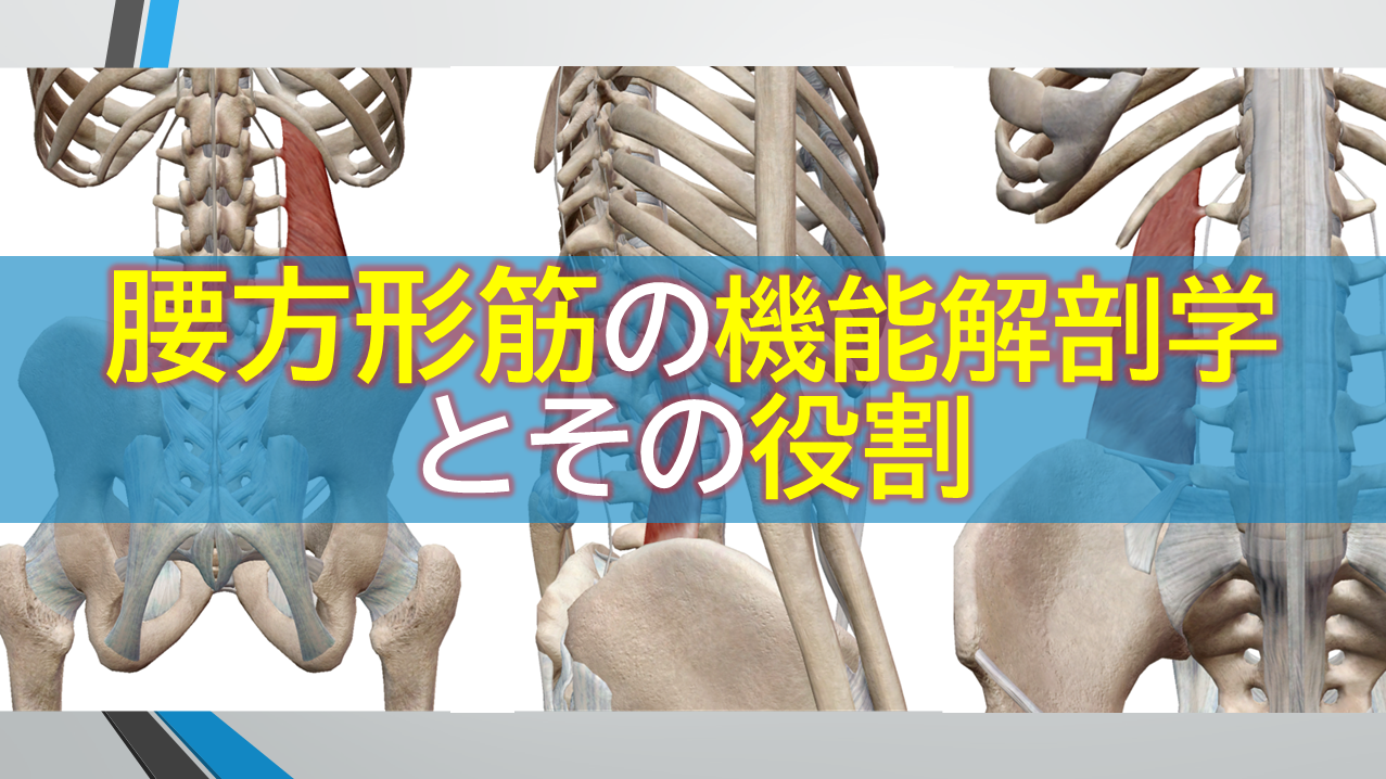 腰方形筋の機能解剖学とその役割